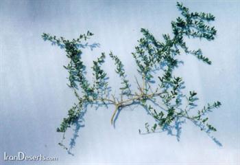 گیاه قره داغ