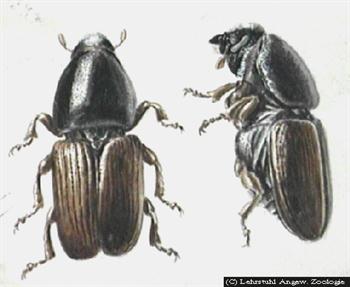 سپردار واوی سیب