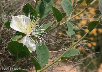 گیاه علف مار یا خاورک