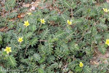 گیاه نخودوک