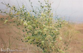 گیاه دم گاوی