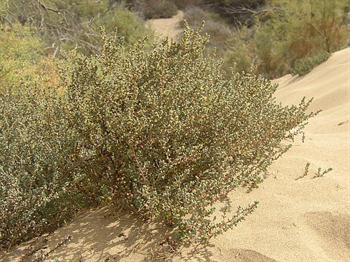 درخت سیاه شور