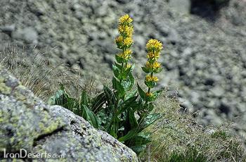 كوشاد یا ژانسیان