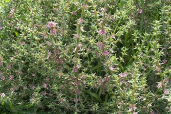 گیاه شور بیابانی