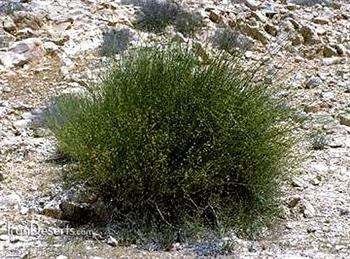 ریش بز ( افدرا )