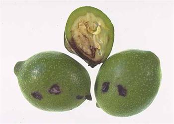 بیماری لکه سیاه گردو