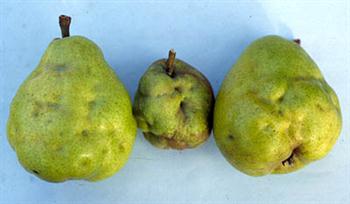 بیماری سنگریزه ای گلابی