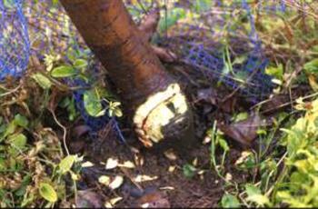 بیماری زوال گلابی