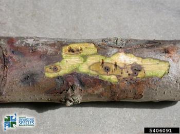 شانكر عمقی پوست گردو