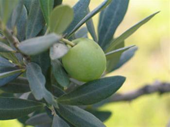 بیماریهای درختان زیتون