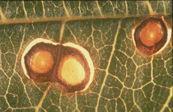 بیماری لکه چشمی گندم