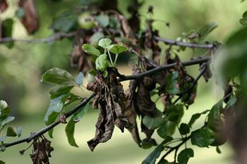 آتشک (Fire Blight)