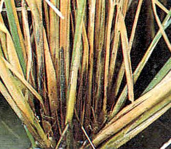 بیماری پوسیدگی ساقه برنج