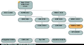 بیماری خوشه صمغی گندم