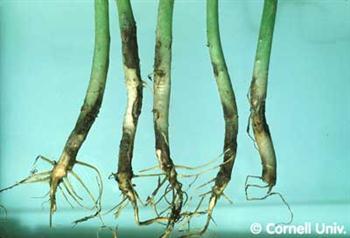 بیماری پوسیدگی غلاف برگ و ریشه گندم