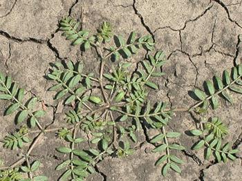 گیاه خار خسک