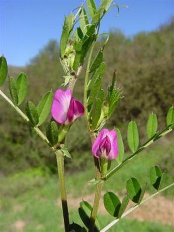 ماشک گل خوشه ای