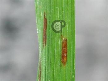 بیماری لکهٴ قهوه ای برنج