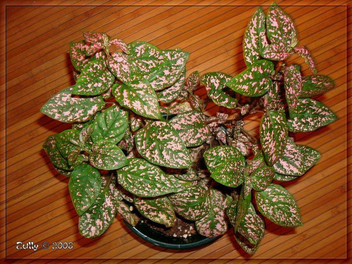 هیپوستس یا خال صورتی