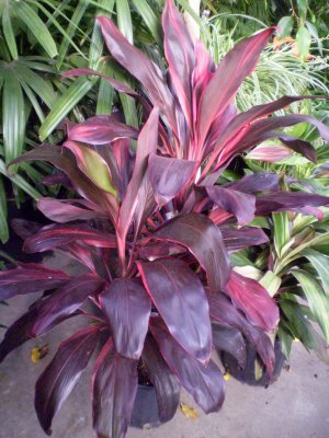 کوردلین Cordyline