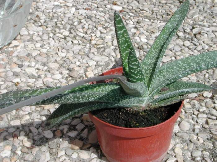 گاستریا   Gasteria