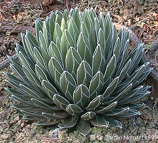 آگاو ویکتوریا - رجیون  (Agave victoria-reginae)