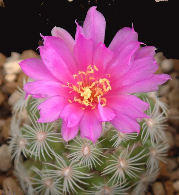 نئولیدیا  (Neolloydia)