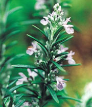 رزماری  Rosmary