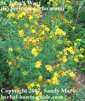 گل راعی ( علف چای )