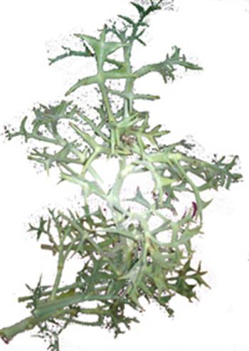 خواص درمانی تیغ توراغ