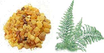 خواص درمانی کندر