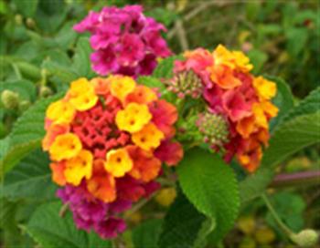 خواص درمانی گل شاه پسند