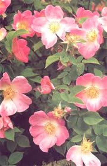 خواص درمانی گل نسترن