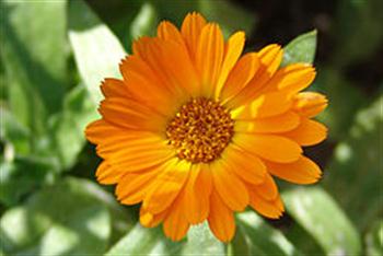 خواص گل همیشه بهار