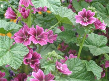 خواص دارویی پنیرک