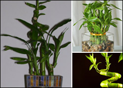 چند نکته دیگر در باره نکهداری گیاه بامبو