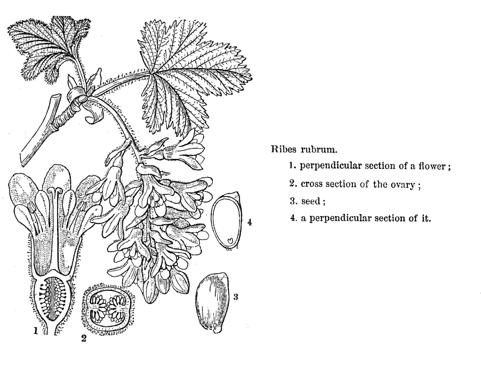 گیاهان تیره (خانواده)  گروسسولاریاسه - Grossulariaceae