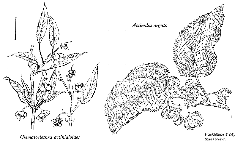 گیاهان تیره (خانواده)  کیویان - Actinidiaceae