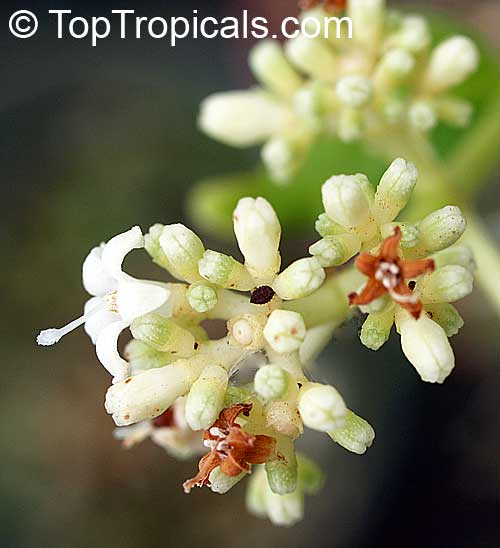 گیاه دارویی ایپکا ( عرق الذهب ) 