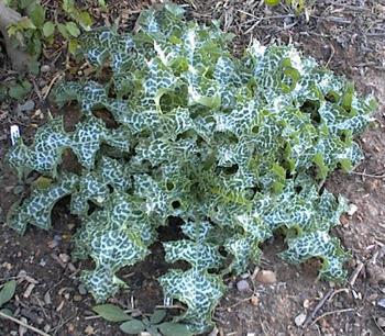 کنگر شیردار 