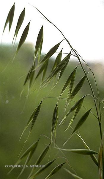 یولاف وحشی 