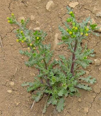 گیاه زلف پیر