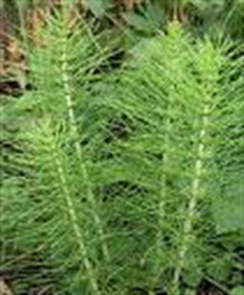 گیاه دم اسبی