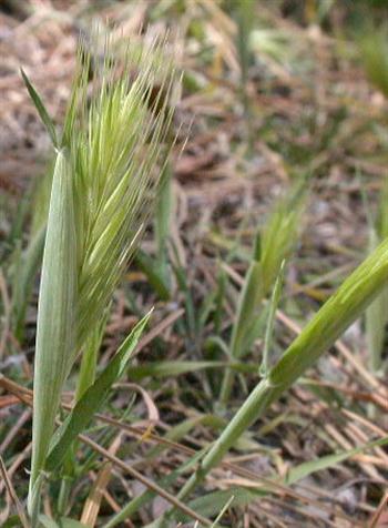 گیاه جو موشک