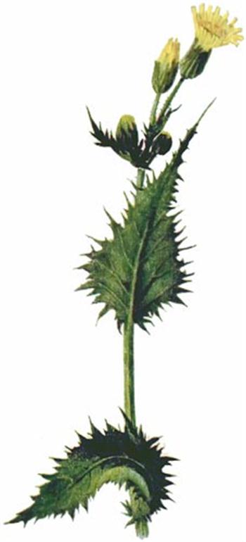 گیاه خس