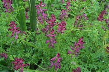 گیاه شاه تره 