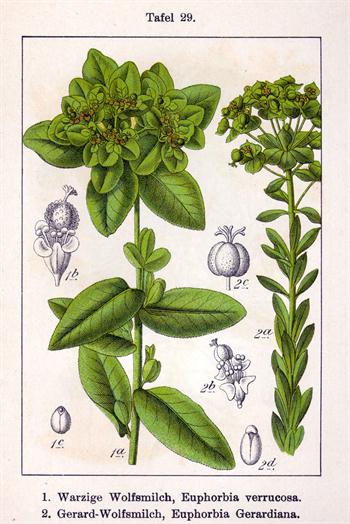 گیاه شیر سگ 