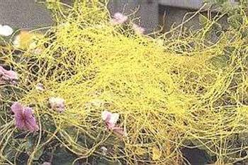 گیاه سس 