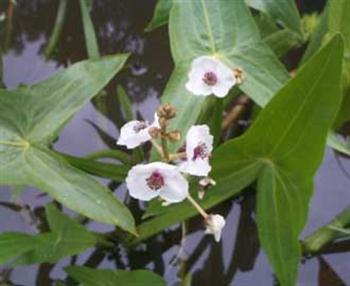 تیرکمان آبی