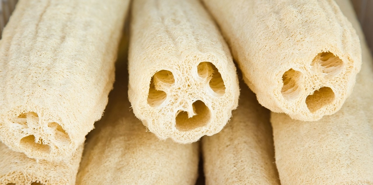 در مورد گیاه لوفا چه می دانید؟